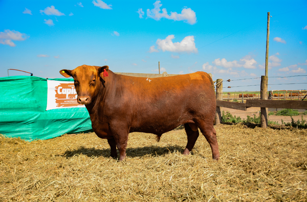 Lote Toros