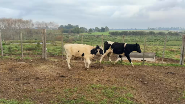 Lote TERNEROS
