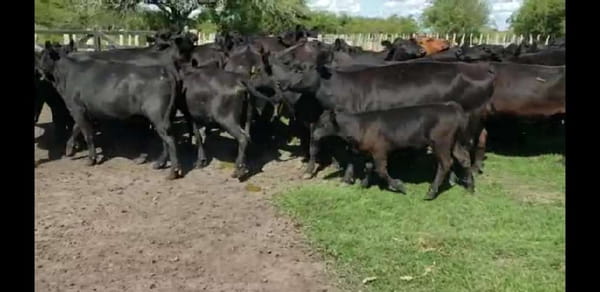 Lote 25 Vacas en Villaguay, Entre Ríos
