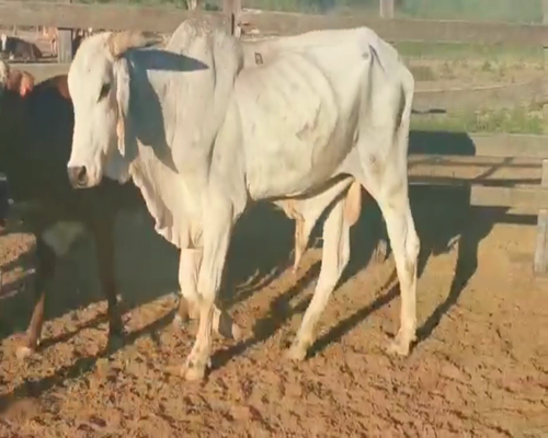 Lote Lote 9 Toros y Novillos Gyr