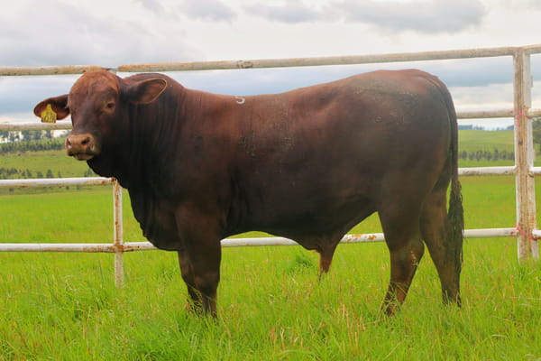 Lote Toros, Tacuarembó