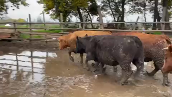 Lote 20 Vaquilla Gorda en Linares, VII  Región Maule