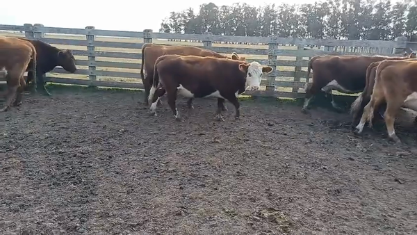 Lote 110 Vacas preñadas 38 HE,  21 RA,  14 AA,  2 NO,  26 HE X RA,  9 AA X HE 450kg -  en RUTA 14 A 6KM DE LASCANO