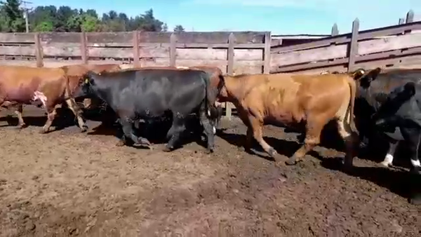 Lote 20 Novillo Gordo en Los Ángeles, VIII Región Biobío