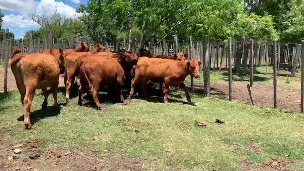 Lote 9 Vaquillonas más de 2 años en Melo, Cerro Largo