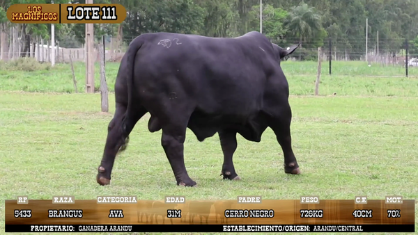 Lote LOTE 111