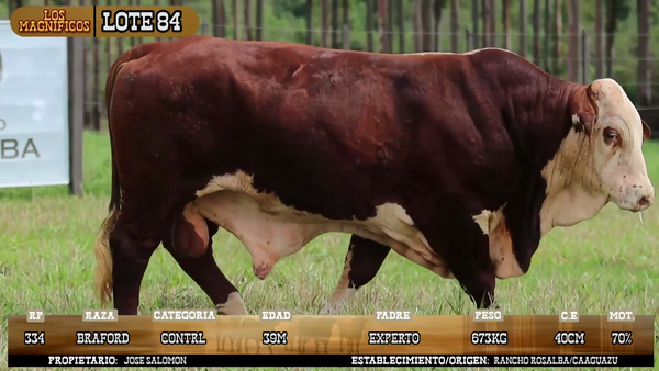 Lote LOTE 84