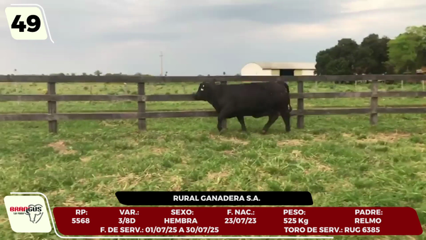 Lote LOTE 49 - CAMPO