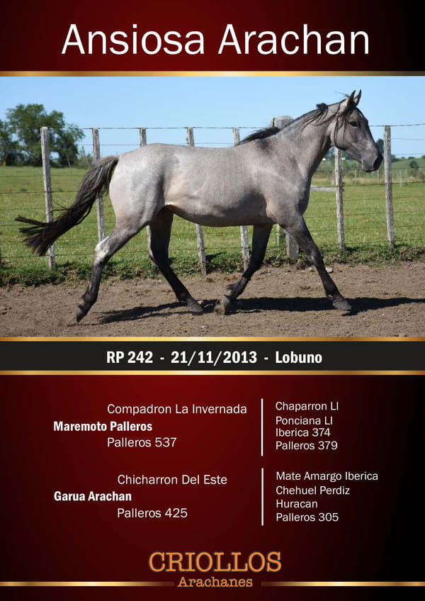 Lote Ansiosa Arachán - RP 242
