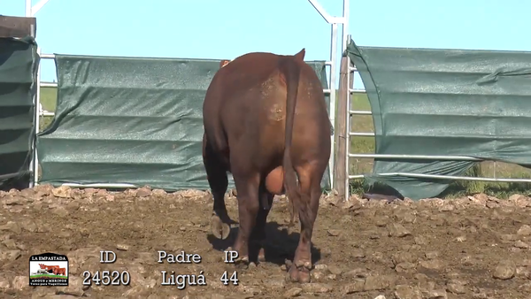 Lote 3 Toros, Durazno