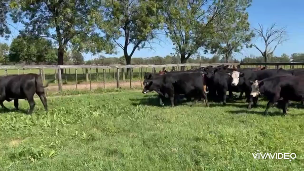 Lote 84 Novillitos