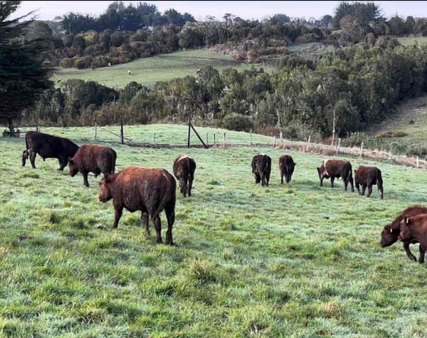 Lote 22 Ternero en Ancud, X Región Los Lagos