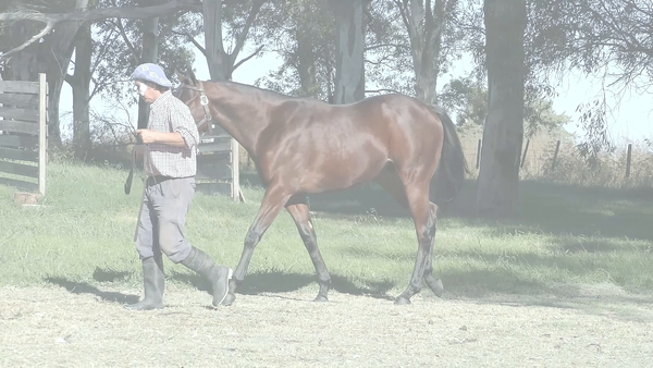 Lote REAL COMET (RIDE A COMET - REAL QUEST)