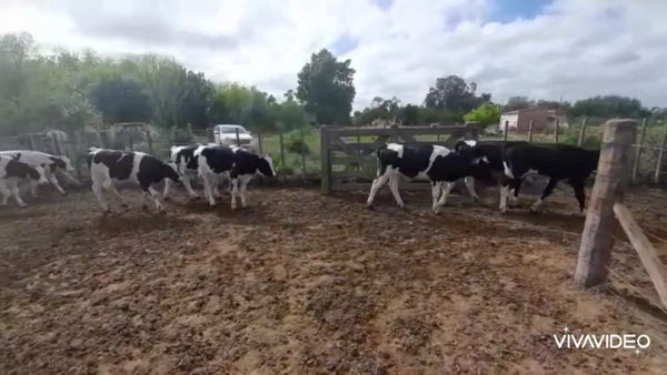 Lote 70 Terneros en Gral. Belgrano, Buenos Aires