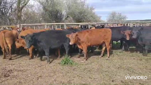 Lote 56 Novillitos en Brandsen, Buenos Aires