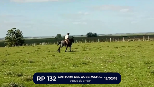 Lote CANTORA DEL QUEBRACHAL