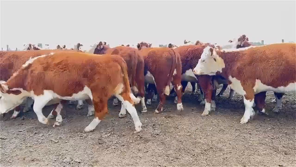 Lote 32 vaquillonas