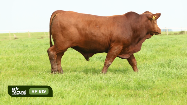 Lote (Vendido)Toros PI / PO / PC, Montevideo