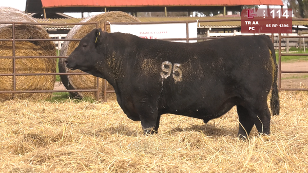 95 1396 — TOROS ANGUS NEGROS  PC