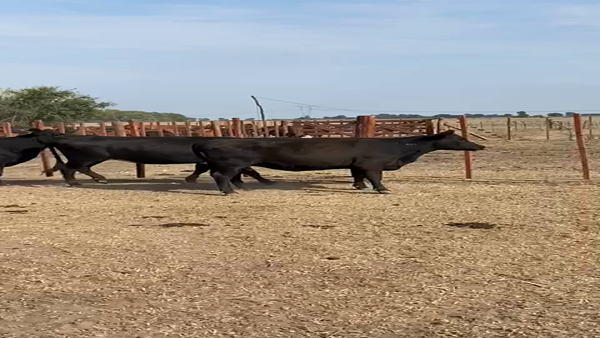 Lote 5 Vaquillonas C/ gtia de preñez en San Vicente, Buenos Aires