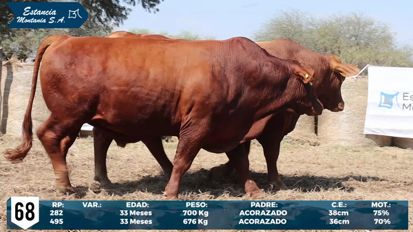 Lote LOTE 68