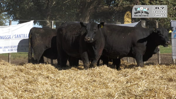 Lote VAQUILLONAS  PC  PARICION PRIMAVERA