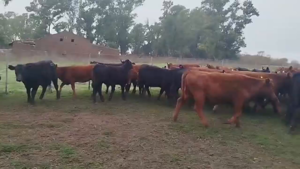 Lote 102 Terneros/as