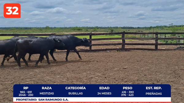 Lote LOTE 32