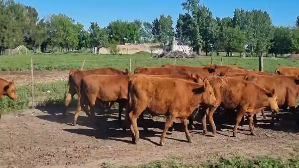 Lote 80 Novillitos en Brandsen, Buenos Aires