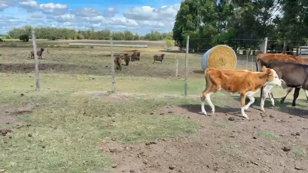 Lote TERNERAS