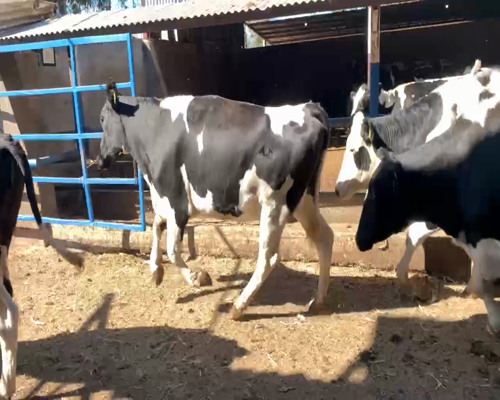 Lote 42 Vaquilla Preñada en Colbún, VII  Región Maule