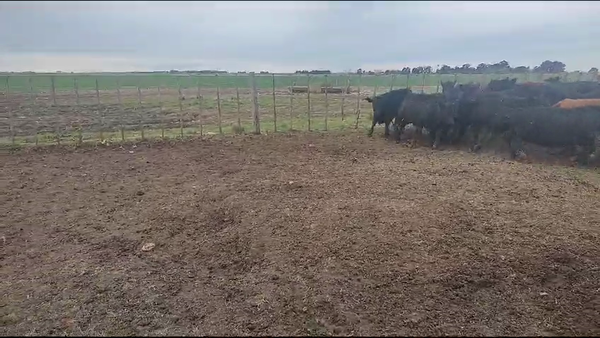 Lote 60 Terneros en Coronel Suarez, Buenos Aires