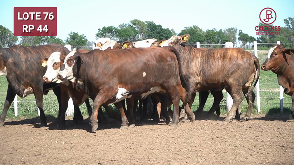 Lote BRAFORD 1/2 SANGRE PREÑADAS CON TORO HEREFORD JB. PARICIÓN JUNIO / JULIO 2026