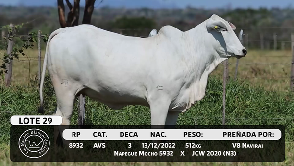 Lote LOTE 29