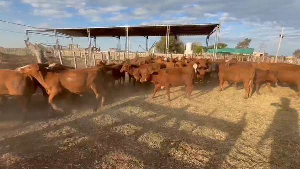 Lote 650 Terneros