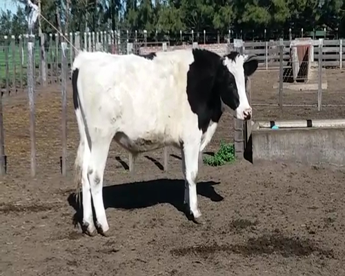 Lote (Vendido)Novillos 570kg - , Colonia