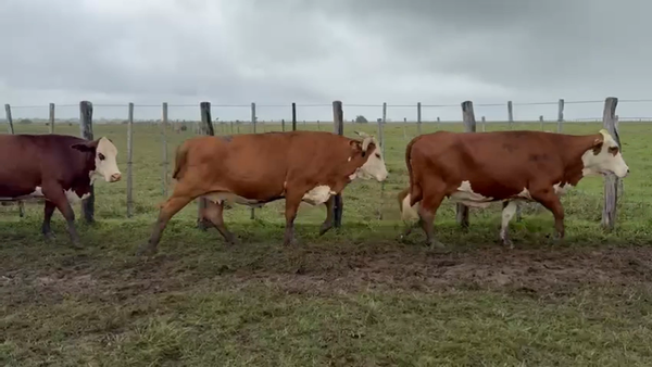 Lote 142 Vacas nuevas C/ gtia de preñez en Corrientes, Paso de Los Libres