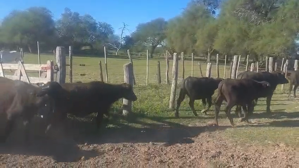Lote 50 Búfalos en Chaco, Cote Lai