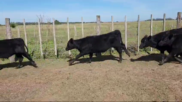 Lote 20 Terneros en Magdalena, Buenos Aires
