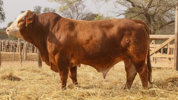 Lote LOTE 26