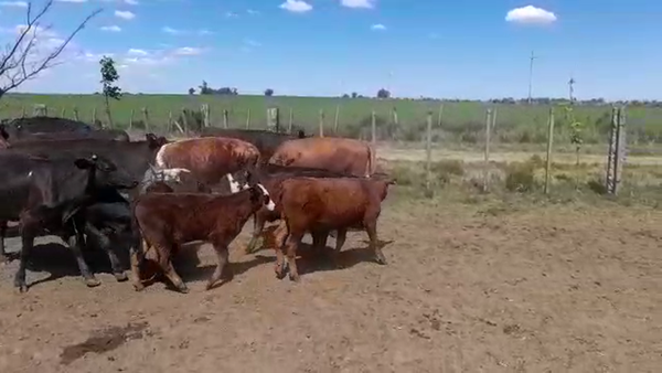 Lote (Vendido)24 Piezas de cría ANGUS/ HEREFORD en ZUNIN