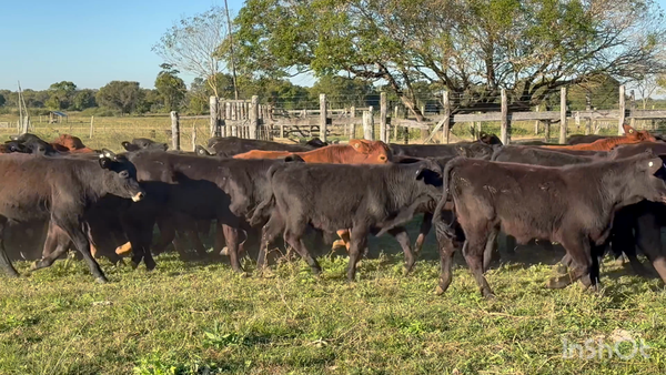 Lote 112 Terneros en Corrientes, San Cosme