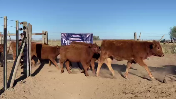 Lote 110 TERNS MACHOS, GUAMINI, PCIA. DE BS. AS.