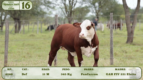 Lote LOTE 16