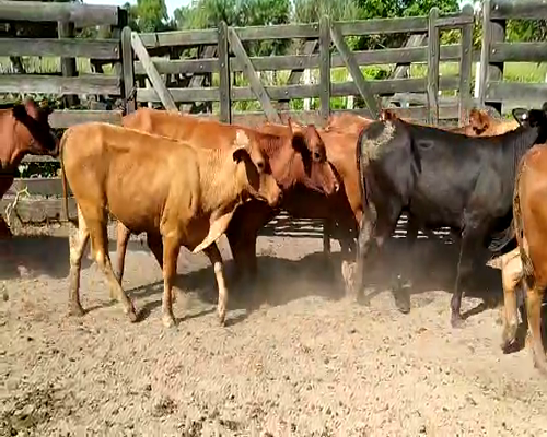 Lote 40 Vaquillonas en Pdcia. de La Plaza, Chaco