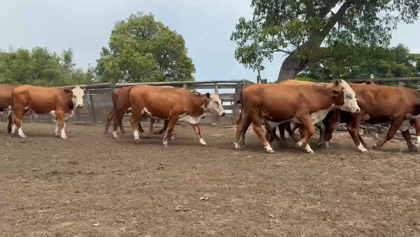 Lote 130 Novillos en Corrientes, Chavarría