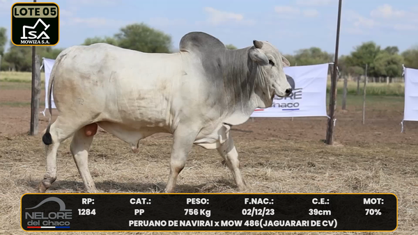 Lote LOTE 5