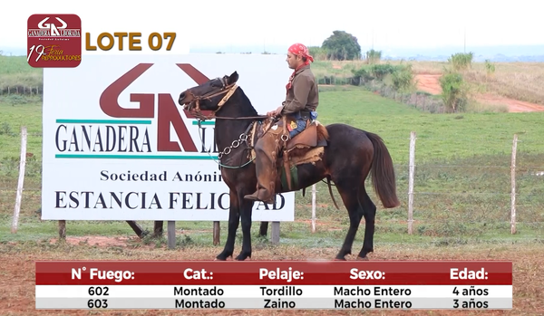 Lote Reproductores de Alborada - Lote 7