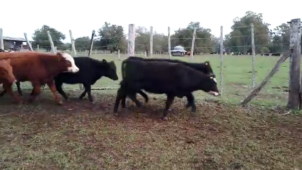 Lote 59 Terneros/as en Magdalena, Buenos Aires