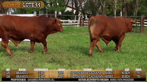 Lote LOTE 44